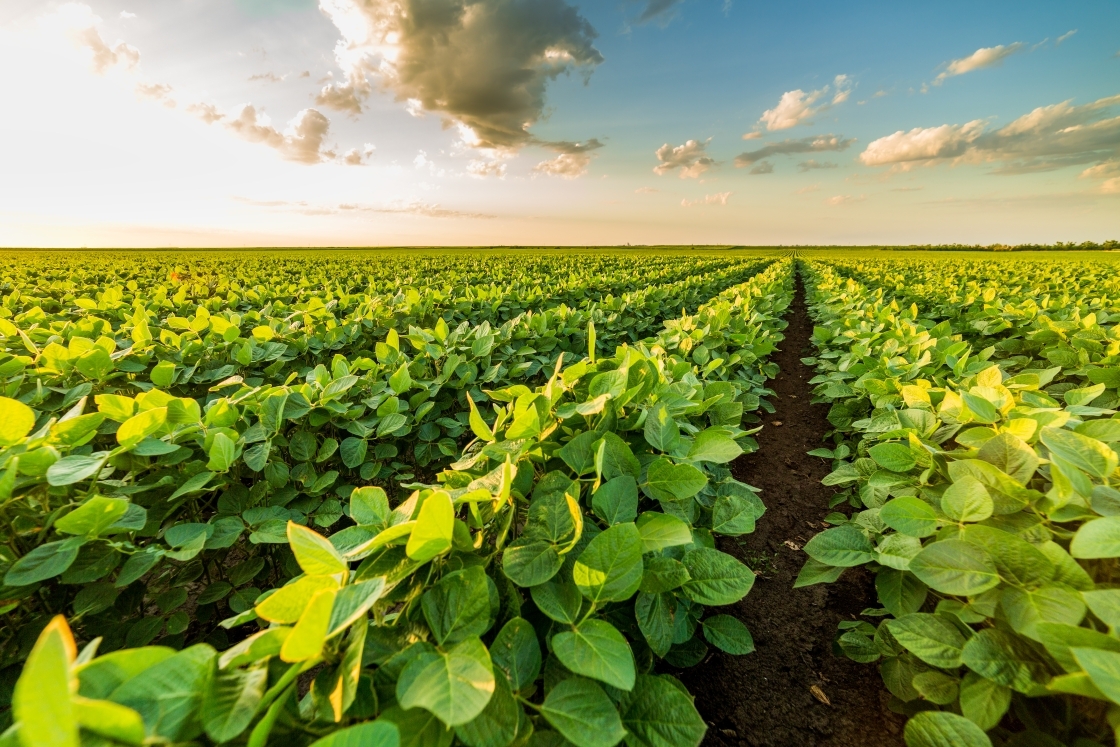 Rows of green ripened soybeans in the field